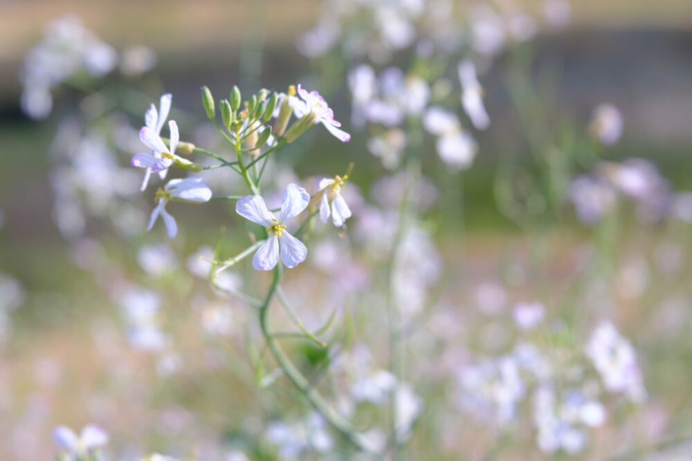 Lensbaby Velvet 56